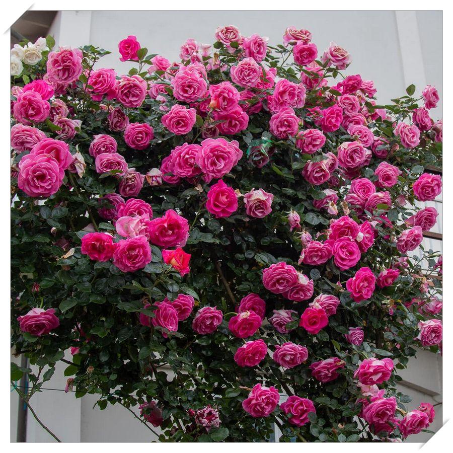 Марио Сальери порно фильмдерін онлайн көру